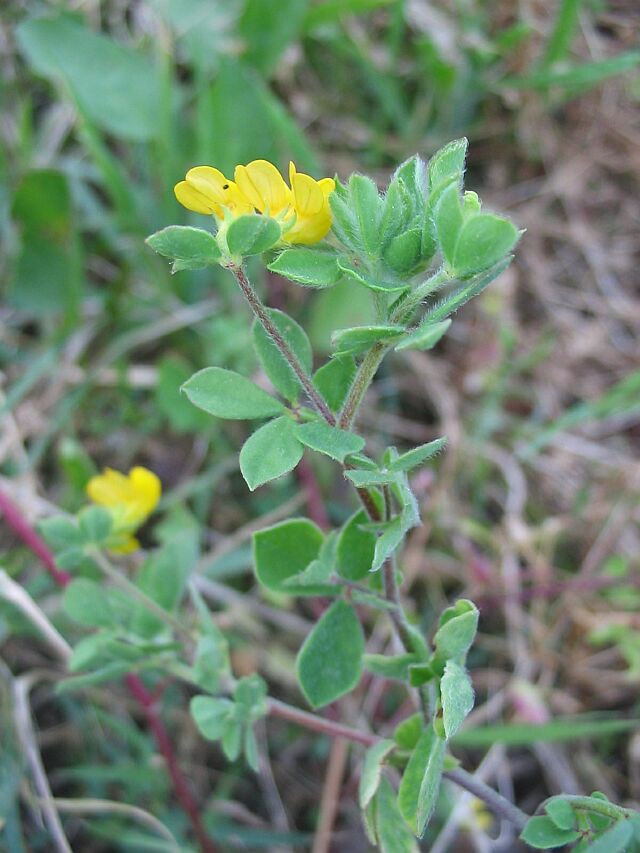 Medicago marina / Erba medica marina